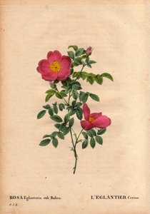 Tavola botanica, fiore, rosa varietà: Rosa eglanteria sub rubra. Repertoriata nelle serre di Monsieur Vilmorin, circa 1820 e ottenuta dai semi della rosa gialla foetida. In Les Roses, Volume 2 di Pierre Joseph Redoute da Pierre Joseph Redouté