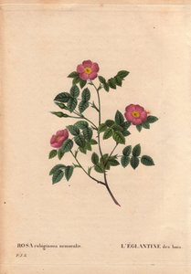 Tavola botanica, Fiore, Varietà di Rosa: L