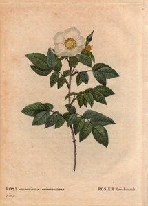 Rosa Leschenault da Pierre Joseph Redouté