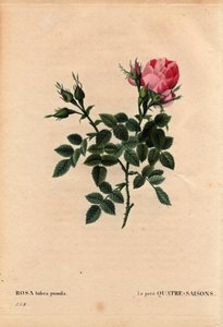 Rosa bifera pumila, coltivata da Monsieur Noel, Parigi, Francia, prima del 1824. In 