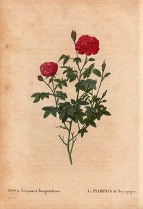Rosa Pompon di Borgogna da Pierre Joseph Redouté