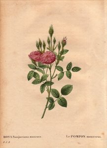 Tavola botanica, Fiore, Rosa Varietà: Il pompon scintillante della “Rosa di Meaux” (Rosa Pomponiana muscosa) scoperta in un giardino nell