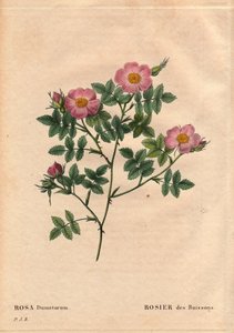Rosa dumetorum. In 