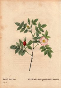 Rosa di montagna a foglie bidentate da Pierre Joseph Redouté