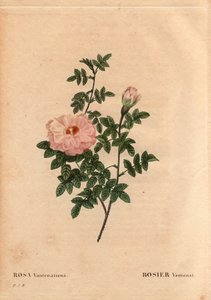 Tavola botanica, Fiore, Rosa Varietà: Rosa Ventenat. (Rosa ventenatiana), origine sconosciuta. In “Les Roses”, Volume 2 di Pierre Joseph Redoute (1759-1840) da Pierre Joseph Redouté