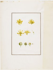 Dissezione botanica: Asfodelo giallo (Asphodelus lutea), c.1778-90 da Pierre Joseph Redouté