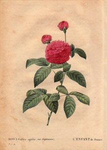 Rosa 