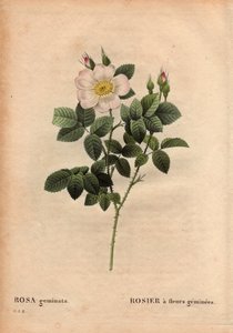 Tavola botanica, Fiore, Varietà di Rosa: Rosa a fiori geminati. (Rosa geminata). Scoperta dal Professor Rau, vicino a Wurzburg, Germania prima del 1820. In 