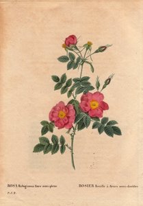 Tavola botanica, Fiore, Varietà di Rosa: Rosa Rust con fiori semi-doppi (Rosa rubiginosa flora semi pleno), ottenuta da semi e coltivata da P.J. Redoute intorno al 1806. In “Les Roses”, Volume 2 di Pierre Joseph Redoute (1759-1840) da Pierre Joseph Redouté