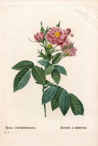 Rosa Boursault, varietà di Rosa l