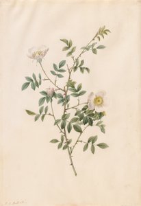 Rosa canina (Rosa Sepium Rosea) da Pierre Joseph Redouté