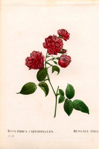 Rosa cinese a garofano, varietà Rosa chinensis. Incisione a puntasecca colorata a mano da “Les Roses” di Pierre Joseph Redoute, Parigi