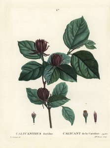 Speziabush della Carolina o calicanto orientale, Calycanthus floridus. Incisione a puntasecca colorata a mano di Miss Brenet da un