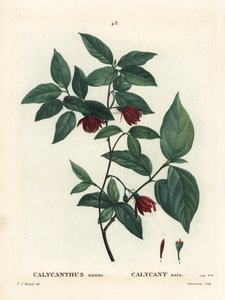 Calycanthus floridus var. glaucus da Pierre Joseph Redouté