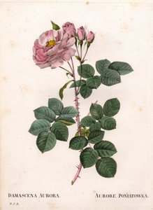 Rosa celeste, Rosa alba varietà, Rose Aurore Poniatowska. Incisione a puntasecca colorata a mano da 