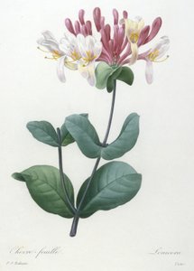Caprifoglio, da Choix Des Plus Belle Fleurs et des Plus Beaux Fruits, 1827 (incisione a puntasecca colorata a mano)