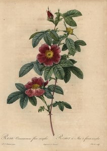 Rosa cannella, Rosa majalis da Pierre Joseph Redouté