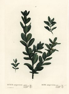 Bosso comune, bosso europeo o bosso, Buxus sempervirens. Incisione a puntasecca colorata a mano da un