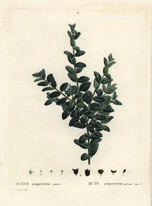 Bosso comune, Bosso europeo o bosso, Buxus sempervirens fruticosa. Incisione a puntasecca colorata a mano da un
