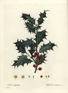 Agrifoglio comune, Ilex aquifolium. Incisione a puntasecca colorata a mano da un