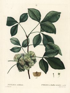 Albero del luppolo comune, frassino puzzolente o frassino a wafer, Ptelea trifoliata. Incisione a puntasecca colorata a mano di Mixelle l
