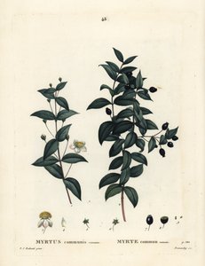 Mirto comune, Myrtus communis. Incisione a puntasecca colorata a mano di Demachy da un