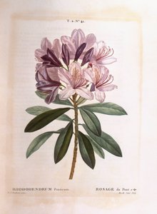 Rododendro comune (Rhododendron ponticum), Henry Louis Duhamel du Monceau, tavola botanica di Pierre Joseph Redouté da Pierre Joseph Redouté