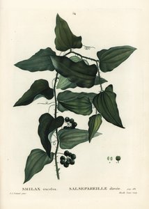 Smilax aspera da Pierre Joseph Redouté
