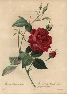 Rosa cinese cremisi, Rosa chinensis da Pierre Joseph Redouté