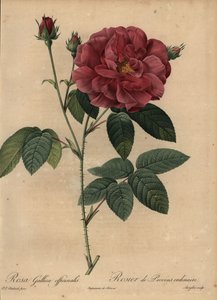 Rosa francese cremisi o rosa di Provins, Rosa gallica officinalis da Pierre Joseph Redouté