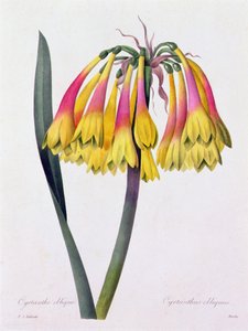Cyrtanthus Obliquus da Pierre Joseph Redouté
