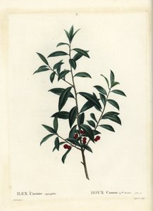 Agrifoglio Dahoon o cassina, Ilex cassine. Incisione a puntasecca colorata a mano di Coqueret da un