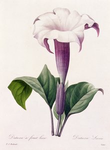 Datura Laevis da Pierre Joseph Redouté