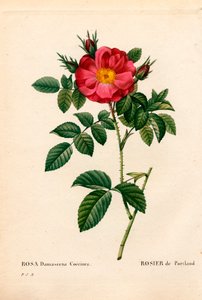 Rosa Duchessa di Portland, Rosa portlandica, Rosa di Portland. Incisione a puntasecca colorata a mano da 