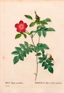 Rosa pendulina da Pierre Joseph Redouté