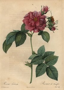 Rosa rosa polverosa, Rosa turbinata da Pierre Joseph Redouté