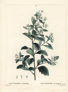 Baccharis orientale, cespuglio di terra, mirto di mare o sale, Baccharis halimifolia. Incisione a puntasecca colorata a mano di Miss Brenet da un