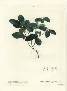 Teaberry orientale, checkerberry o boxberry, Gaultheria procumbens. Incisione a puntasecca colorata a mano di Tassaert da un