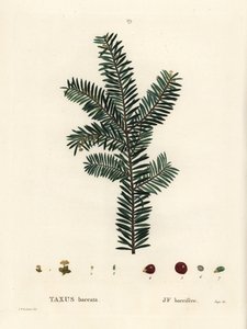 Tasso inglese o tasso europeo, Taxus baccata. Incisione a puntasecca colorata a mano di Pierre-Joseph Redoute dal 