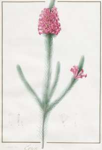 Erica Fulgida da Pierre Joseph Redouté