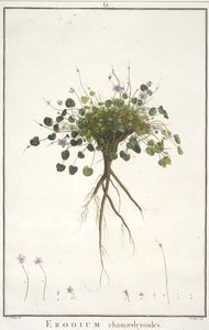 Erodium chamaedryoides, da Geraniologia, seu Erodii, Pelargonii, Monsoniae et Grieli historia iconibus illustrata, 1787-88 (incisione colorata a mano) da Pierre Joseph Redouté