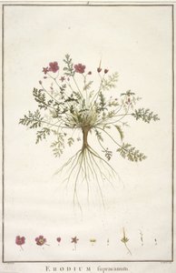 Erodium supracanum, da Geraniologia, seu Erodii, Pelargonii, Monsoniae et Grieli historia iconibus illustrata, 1787-88 (incisione colorata a mano) da Pierre Joseph Redouté