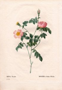 Rosa fetida. Incisione a puntasecca colorata a mano da Les Roses di Pierre Joseph Redouté, Parigi da Pierre Joseph Redouté
