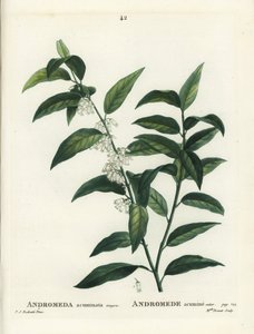 Fetterbush, Andromeda acuminata. Incisione a puntasecca colorata a mano di Miss Brenet da un
