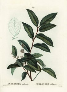 Fetterbush, Andromeda axillaris. Incisione a puntasecca colorata a mano di Moret da un