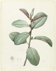 Ficus Rubeginosa da Pierre Joseph Redouté