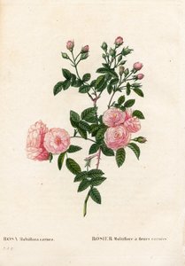 Rosa multiflora rosa carne, Rosa multiflora var. carnea, Rosier Multiflora con fiori carnea. Incisione a puntasecca colorata a mano da 