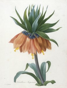 Fritillaria imperiale, da Choix Des Plus Belle Fleurs et des Plus Beaux Fruits, 1827