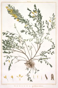 Genista pedunculata, da Stripes Novae aut Minus Cognitae, 1784 (incisione colorata a mano)