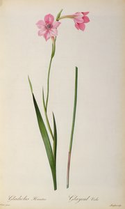 Gladiolus Hirsulus, da 